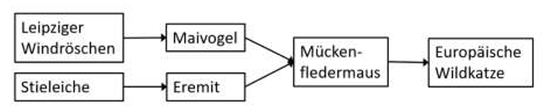 Flussdiagramm mit Arten: Leipziger Windröschen → Maivogel; Stieleiche → Eremit; beide → Mückenfledermaus → Europäische Wildkatze